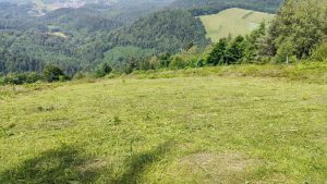 Startplatz Althofdrachen frisch gemäht